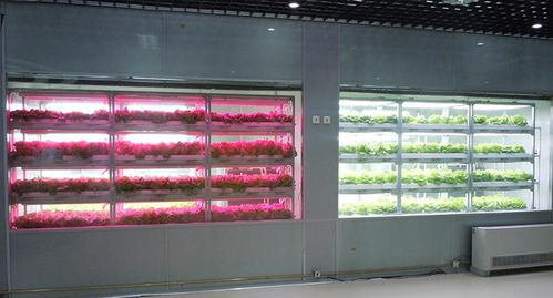 高光效低能耗LED智能植物工厂 系统集成的关键技术工程